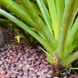 Red polished pebbles
